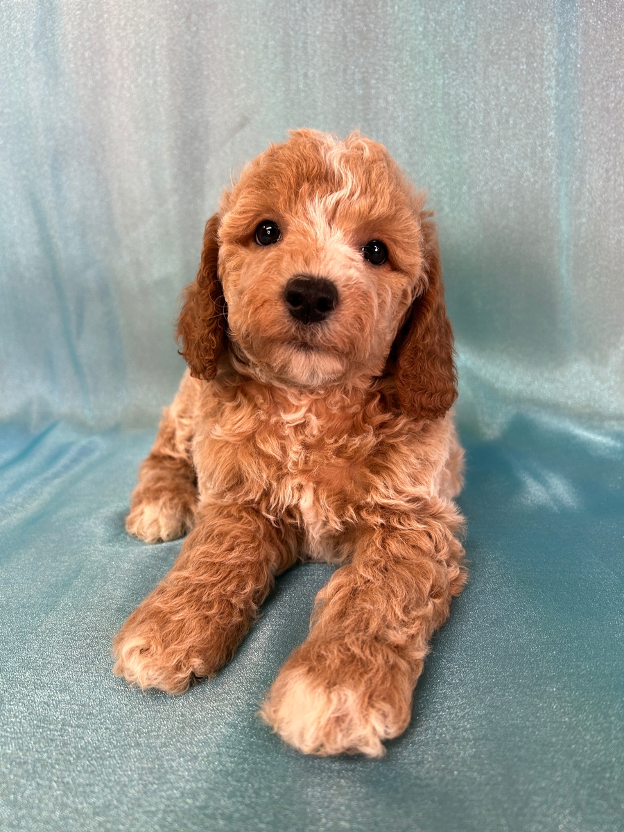 Male Bichon Poodle Puppy for Sale DOB 9-3-2024 $950